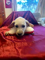 Cooper, a male Australian Cattle Dog and Labrador Retriever for sale in Crowley, CO – Photo 2 of 5