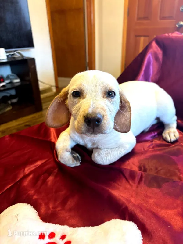 Cooper – Australian Cattle Dog, Labrador Retriever puppy for sale in Crowley, CO