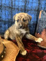 Aphrodite , a female Border Collie and Siberian Husky for sale in Crowley, CO – Photo 6 of 10