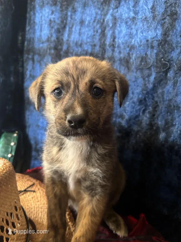 Aphrodite  – Border Collie, Siberian Husky puppy for sale in Crowley, CO
