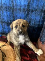 Aphrodite , a female Border Collie and Siberian Husky for sale in Crowley, CO – Photo 2 of 10