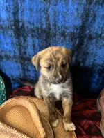 Aphrodite , a female Border Collie and Siberian Husky for sale in Crowley, CO – Photo 5 of 10