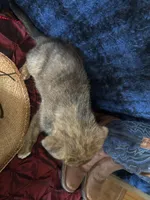 Aphrodite , a female Border Collie and Siberian Husky for sale in Crowley, CO – Photo 10 of 10