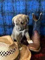 Aphrodite , a female Border Collie and Siberian Husky for sale in Crowley, CO – Photo 7 of 10