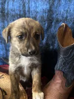 Aphrodite , a female Border Collie and Siberian Husky for sale in Crowley, CO – Photo 3 of 10