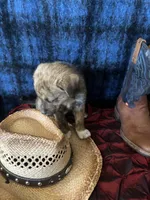 Aphrodite , a female Border Collie and Siberian Husky for sale in Crowley, CO – Photo 4 of 10