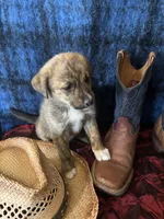 Aphrodite , a female Border Collie and Siberian Husky for sale in Crowley, CO – Photo 9 of 10