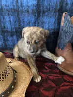 Aphrodite , a female Border Collie and Siberian Husky for sale in Crowley, CO – Photo 8 of 10