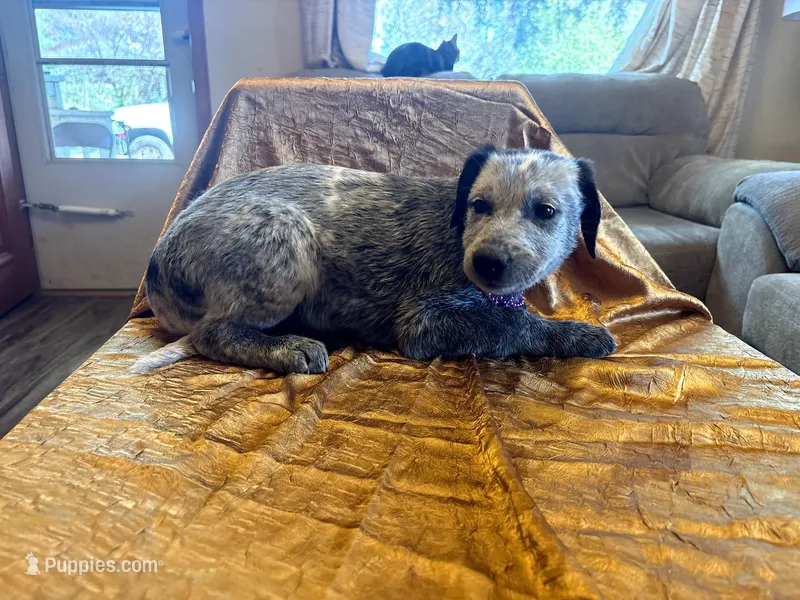 Bella Blue  – Australian Cattle Dog, Labrador Retriever puppy for sale in Crowley, CO
