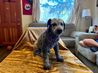 Bella Blue , a female Australian Cattle Dog and Labrador Retriever for sale in Crowley, CO – Photo 3 of 5