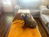 Bella Blue , a female Australian Cattle Dog and Labrador Retriever for sale in Crowley, CO – Photo 4 of 5