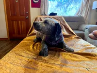 Bella Blue , a female Australian Cattle Dog and Labrador Retriever for sale in Crowley, CO – Photo 2 of 5