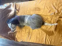 Bella Blue , a female Australian Cattle Dog and Labrador Retriever for sale in Crowley, CO – Photo 5 of 5