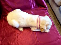 Lady, a female Australian Cattle Dog and Labrador Retriever for sale in Crowley, CO – Photo 4 of 5