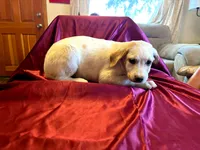 Lady, a female Australian Cattle Dog and Labrador Retriever for sale in Crowley, CO – Photo 2 of 5