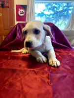 Lady, a female Australian Cattle Dog and Labrador Retriever for sale in Crowley, CO – Photo 1 of 5