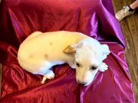 Lady, a female Australian Cattle Dog and Labrador Retriever for sale in Crowley, CO – Photo 3 of 5