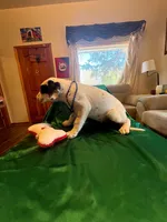 Zorro, a male Australian Cattle Dog and Labrador Retriever for sale in Crowley, CO – Photo 5 of 6