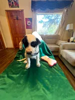 Zorro, a male Australian Cattle Dog and Labrador Retriever for sale in Crowley, CO – Photo 2 of 6