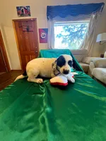 Zorro, a male Australian Cattle Dog and Labrador Retriever for sale in Crowley, CO – Photo 4 of 6