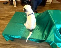 Zorro, a male Australian Cattle Dog and Labrador Retriever for sale in Crowley, CO – Photo 3 of 6