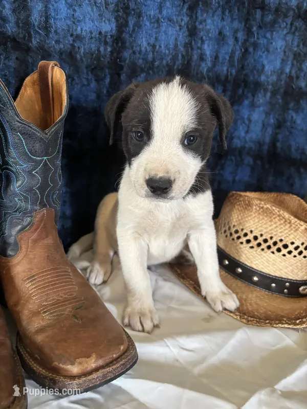 Zeus – Border Collie, Siberian Husky puppy for sale in Crowley, CO