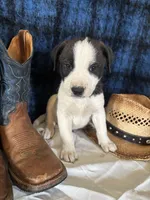 Zeus, a male Border Collie and Siberian Husky for sale in Crowley, CO – Photo 1 of 8