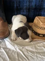 Zeus, a male Border Collie and Siberian Husky for sale in Crowley, CO – Photo 4 of 8