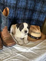 Zeus, a male Border Collie and Siberian Husky for sale in Crowley, CO – Photo 5 of 8