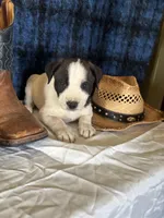 Zeus, a male Border Collie and Siberian Husky for sale in Crowley, CO – Photo 3 of 8