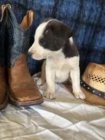Zeus, a male Border Collie and Siberian Husky for sale in Crowley, CO – Photo 6 of 8