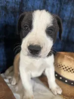 Zeus, a male Border Collie and Siberian Husky for sale in Crowley, CO – Photo 8 of 8