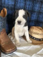 Zeus, a male Border Collie and Siberian Husky for sale in Crowley, CO – Photo 2 of 8