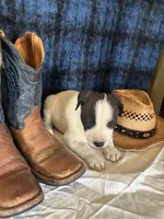 Zeus, a male Border Collie and Siberian Husky for sale in Crowley, CO – Photo 7 of 8