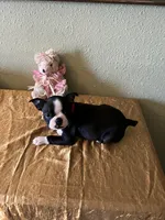 Luna, a female Boston Terrier for sale in Crowley, CO – Photo 6 of 10