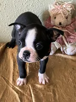 Luna, a female Boston Terrier for sale in Crowley, CO – Photo 2 of 10
