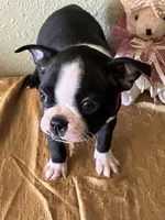 Luna, a female Boston Terrier for sale in Crowley, CO – Photo 4 of 10