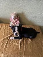 Luna, a female Boston Terrier for sale in Crowley, CO – Photo 10 of 10