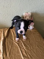 Luna, a female Boston Terrier for sale in Crowley, CO – Photo 5 of 10