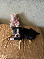 Luna, a female Boston Terrier for sale in Crowley, CO – Photo 7 of 10