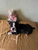 Luna, a female Boston Terrier for sale in Crowley, CO – Photo 8 of 10