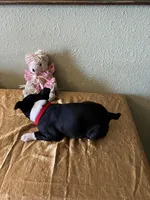 Luna, a female Boston Terrier for sale in Crowley, CO – Photo 9 of 10