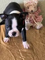 Luna, a female Boston Terrier for sale in Crowley, CO – Photo 3 of 10