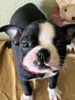 Luna, a female Boston Terrier for sale in Crowley, CO – Photo 1 of 10