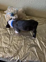 Charlie , a male Boston Terrier for sale in Crowley, CO – Photo 9 of 9