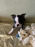 Charlie , a male Boston Terrier for sale in Crowley, CO – Photo 7 of 9