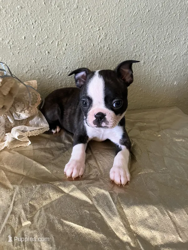 Charlie  – Boston Terrier puppy for sale in Crowley, CO