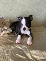 Charlie , a male Boston Terrier for sale in Crowley, CO – Photo 1 of 9