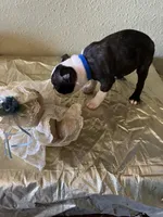 Charlie , a male Boston Terrier for sale in Crowley, CO – Photo 3 of 9