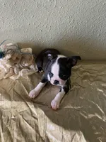 Charlie , a male Boston Terrier for sale in Crowley, CO – Photo 4 of 9